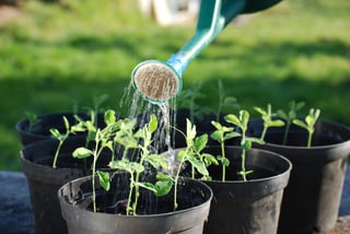 organic-seed.jpg